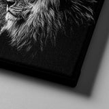 Black & White Lion